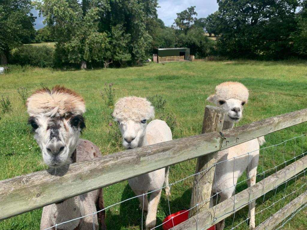 Dwylig Isa Holiday Cottages Rhuddlan エクステリア 写真