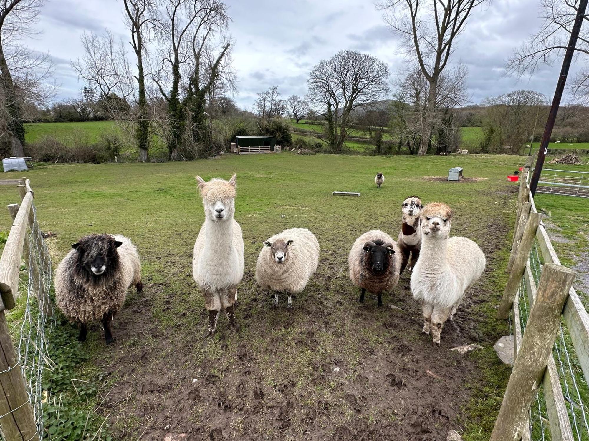 Dwylig Isa Holiday Cottages Rhuddlan エクステリア 写真